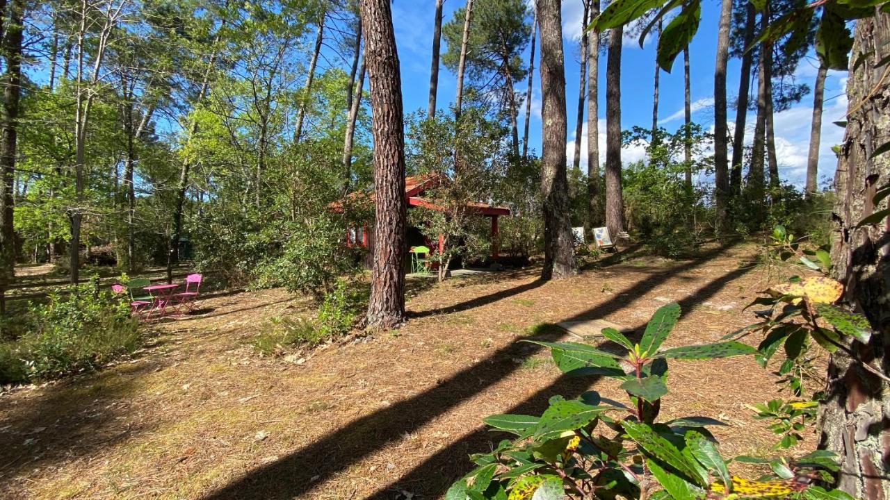 Le Petit Poulailler Au Beau Milieu Des Pins Villa Lacanau Eksteriør bilde