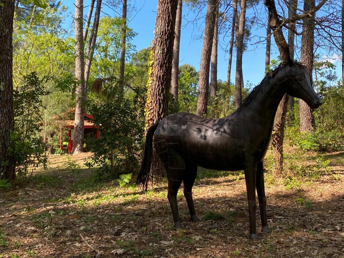 Le Petit Poulailler Au Beau Milieu Des Pins Villa Lacanau Eksteriør bilde